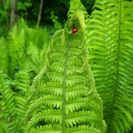 Kwadijkerbos Отель типа 