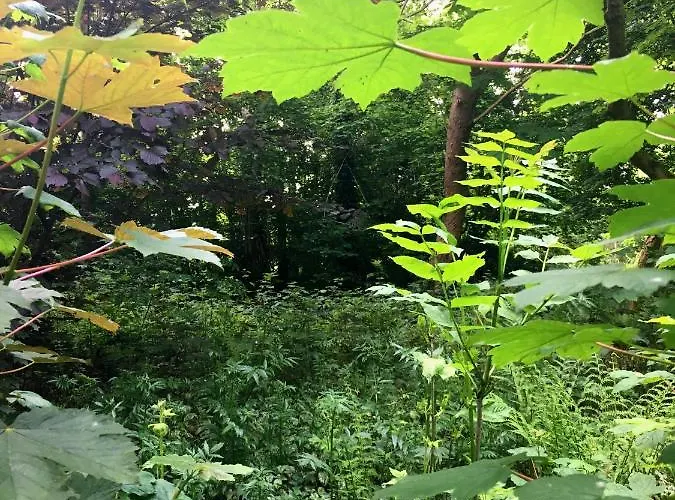 Kwadijkerbos Bed & Breakfast 3*