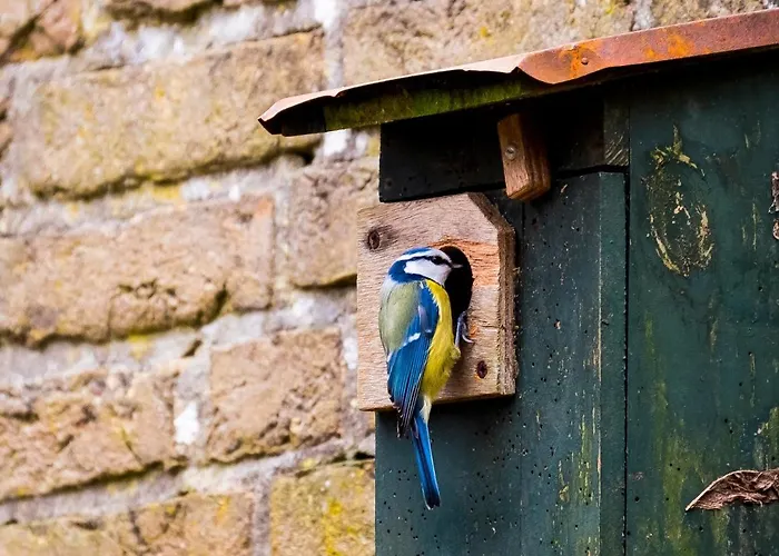 Bed & Breakfast Kwadijkerbos 3*