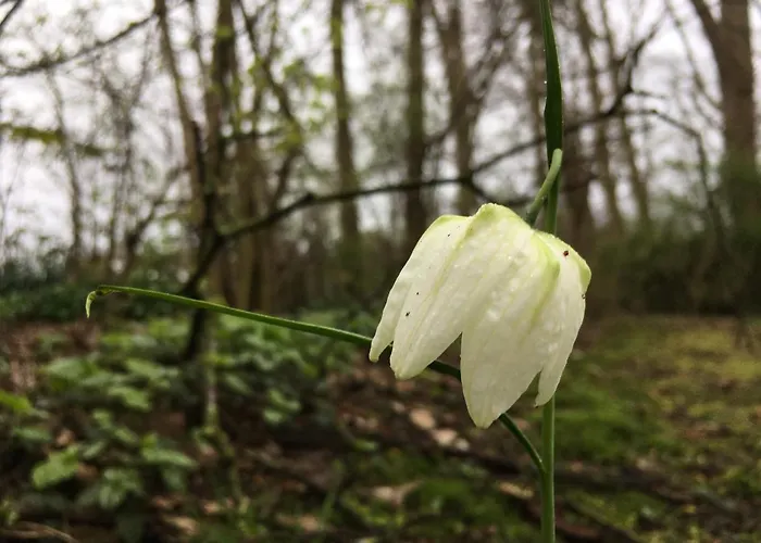 Bed & Breakfast Kwadijkerbos 3*