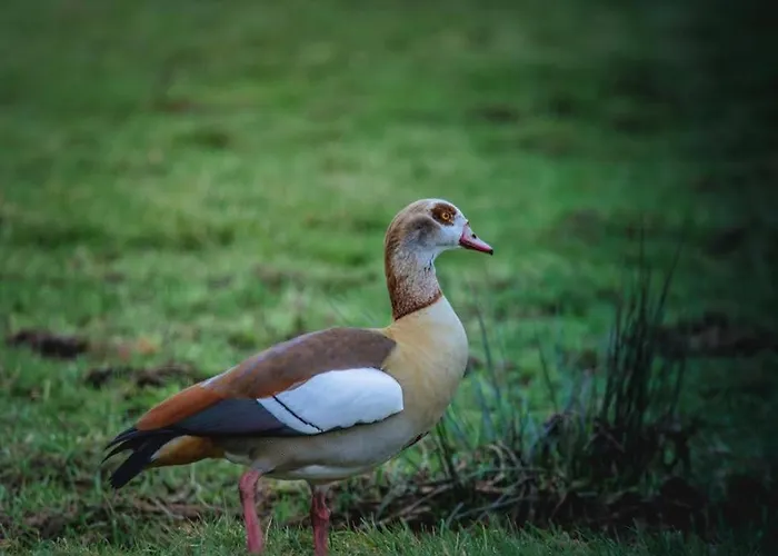 Bed & Breakfast Kwadijkerbos Kwadijk