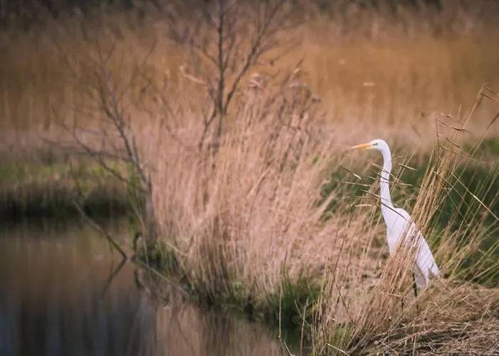 Kwadijkerbos Bed & Breakfast