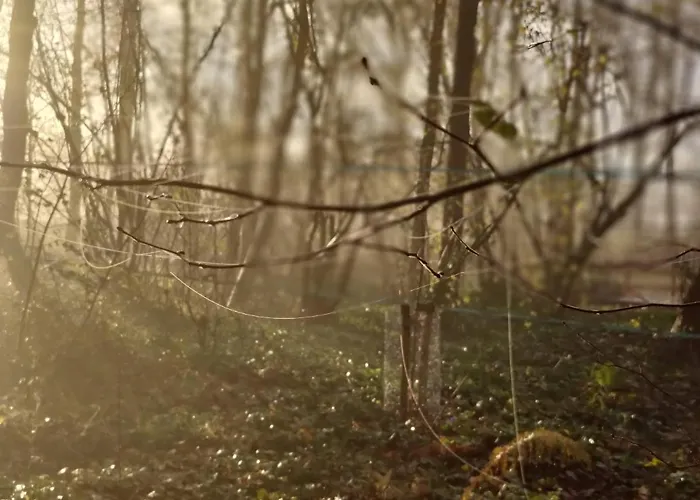 Kwadijkerbos Bed & Breakfast Kwadijk