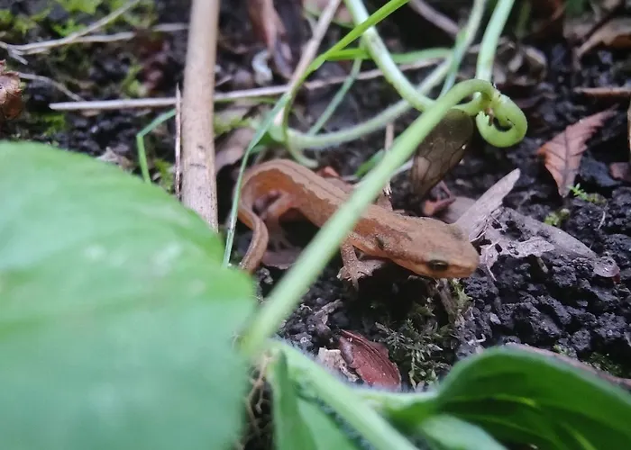 Kwadijkerbos Bed & Breakfast 3*