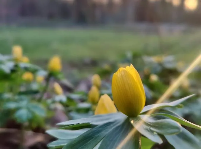 Kwadijkerbos Bed & Breakfast Kwadijk