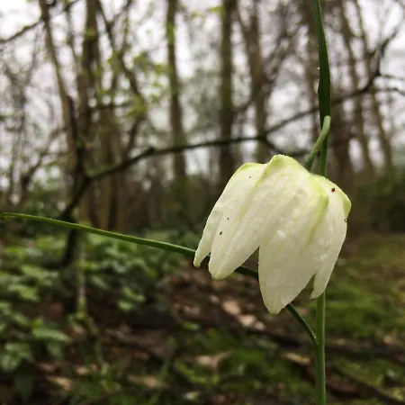 Bed & Breakfast Kwadijkerbos 3*