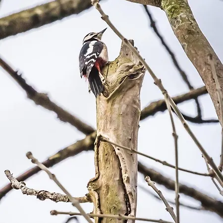 Kwadijkerbos Bed & Breakfast Kwadijk