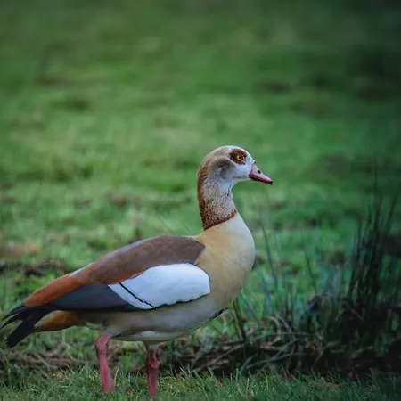 Bed & Breakfast Kwadijkerbos Kwadijk