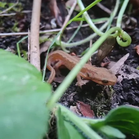 Kwadijkerbos Bed & Breakfast 3*