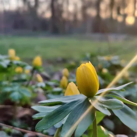 Kwadijkerbos Bed & Breakfast Kwadijk